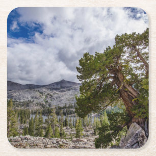 Dessous-de-verre Carré En Papier Genévrier de la Sierra et arbres à feuilles persis