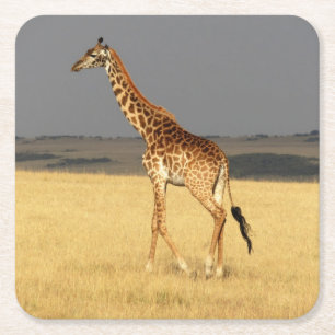 Dessous-de-verre Carré En Papier Girafe corps complet Afrique Animaux africains