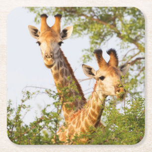 Dessous-de-verre Carré En Papier Girafes dépassant de la végétation