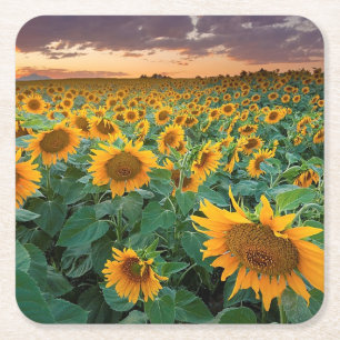 Dessous-de-verre Carré En Papier Gisement de tournesol dans Longmont, le Colorado