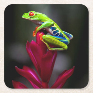 Dessous-de-verre Carré En Papier Grenouille aux yeux rouges