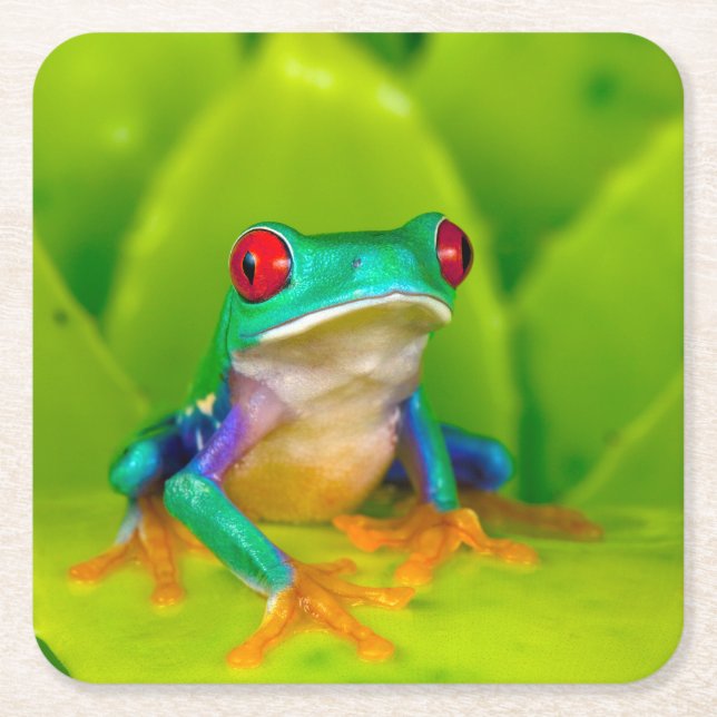Dessous-de-verre Carré En Papier Grenouille aux yeux rouges, Costa Rica (Devant)