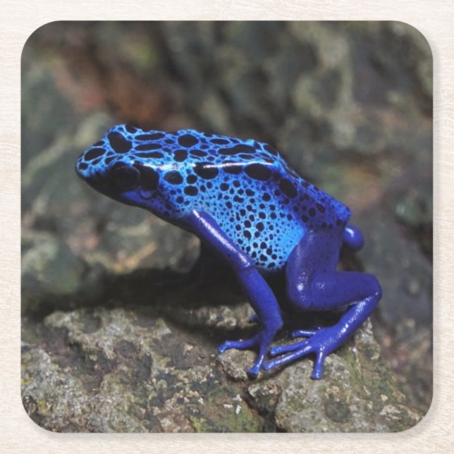 Dessous-de-verre Carré En Papier Grenouille bleue poison, grenouille bleue vive (Devant)