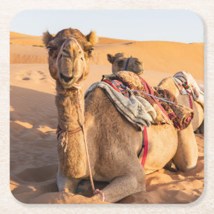 Dessous-de-verre Carré En Papier Gros plan sur drôles de chameaux dans le désert d'