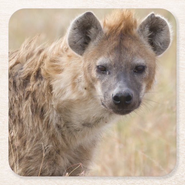 Dessous-de-verre Carré En Papier Hyena (Devant)