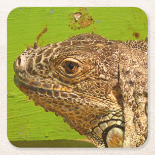 DESSOUS-DE-VERRE CARRÉ EN PAPIER IGUANA