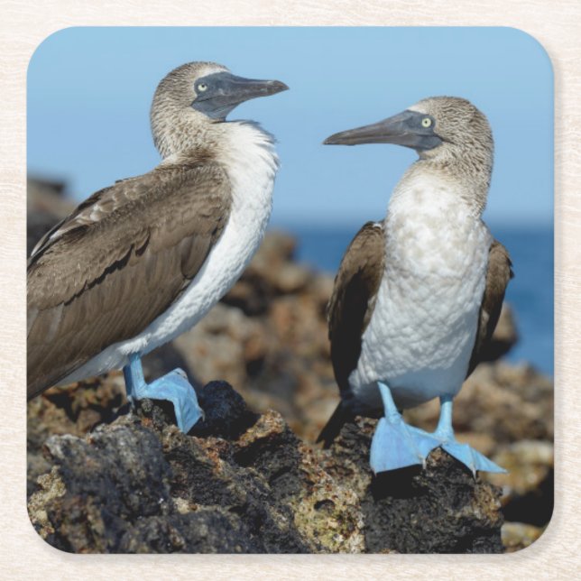 Dessous-de-verre Carré En Papier Îles Galapagos, île Isabela (Devant)