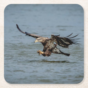 Dessous-de-verre Carré En Papier Immature Bald Eagle plongée pour un poisson