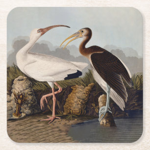 Dessous-de-verre Carré En Papier Impression d'oiseau Ibis blanc de John James Audub