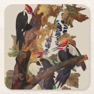 Dessous-de-verre Carré En Papier Impression d'oiseau Pic à tête rouge de John James