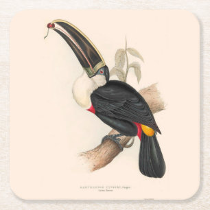 Dessous-de-verre Carré En Papier Impression du Toucan de Cuvier : Oiseau Tropical V