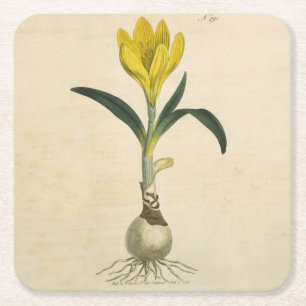 Dessous-de-verre Carré En Papier Jardin botanique de tulipe Amaryllis Fleur