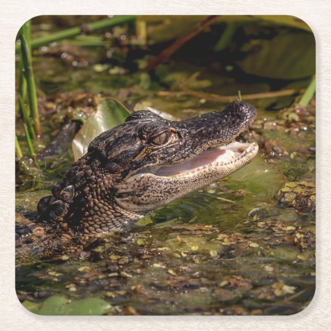 Dessous-de-verre Carré En Papier Jeune alligator (Devant)