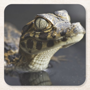 Dessous-de-verre Carré En Papier Jeune caïman dans l'eau avec la réflexion