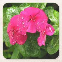 Jolie rose Fleurs de printemps Macro Photographie