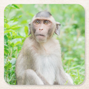 Dessous-de-verre Carré En Papier Jote jeune Brown singe araignée