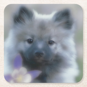 Dessous-de-verre Carré En Papier Keeshond et Columbine - Photo de chien