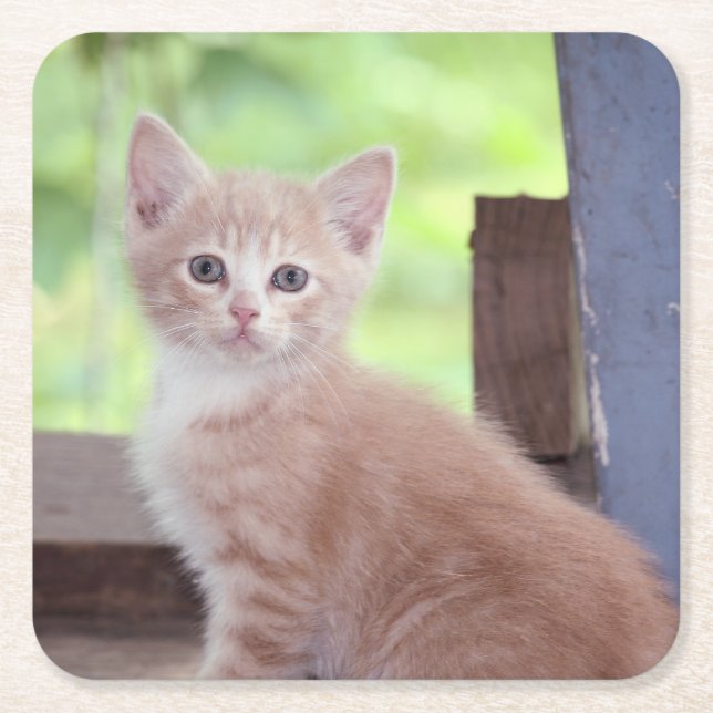 Dessous-de-verre Carré En Papier Kitten (Devant)