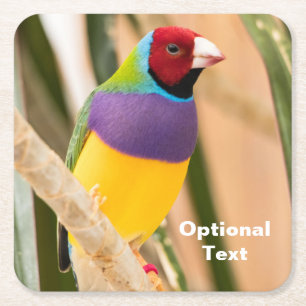 Dessous-de-verre Carré En Papier Lady Gouldian Finch