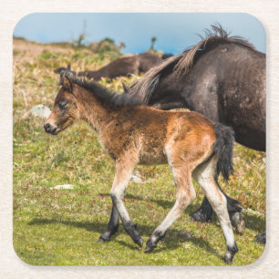 Dessous-de-verre Carré En Papier Le bébé poney de Dartmoor au Royaume-Uni