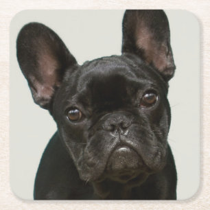 Dessous-de-verre Carré En Papier Le chiot le plus mignon de bouledogue français
