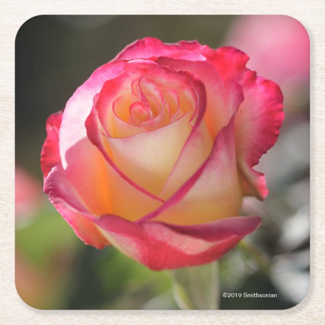 Dessous-de-verre Carré En Papier Le double plaisir s'est levé (Devant)