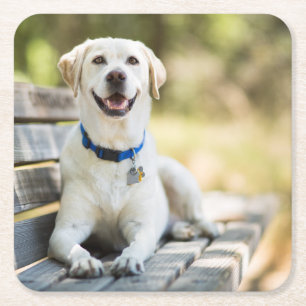 Dessous-de-verre Carré En Papier Le Labrador Jaune Est Sur Le Banc
