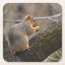Le prix de l'écureuil
