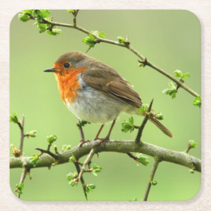 Dessous-de-verre Carré En Papier Le Robin