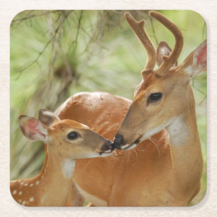 Dessous-de-verre Carré En Papier Liaison de mâle et de faon de Whitetail