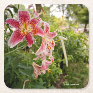 Dessous-de-verre Carré En Papier Lillies rose