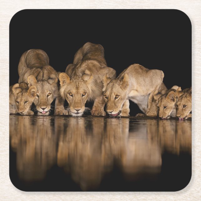 Dessous-de-verre Carré En Papier Lion Pride Drinks at the Water Hole at Night (Devant)