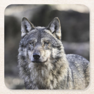 Dessous-de-verre Carré En Papier Loup gris