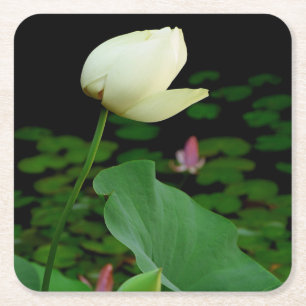 Dessous-de-verre Carré En Papier Lys d'eau Lotus