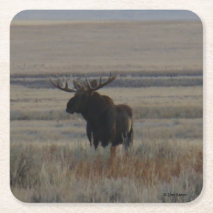 Dessous-de-verre Carré En Papier M1 Bull Moose