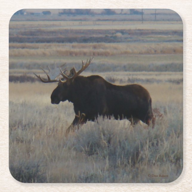 Dessous-de-verre Carré En Papier M2 Bull Moose (Devant)