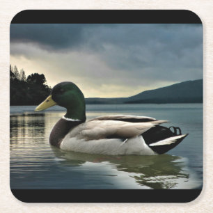 Dessous-de-verre Carré En Papier Mallard Duck