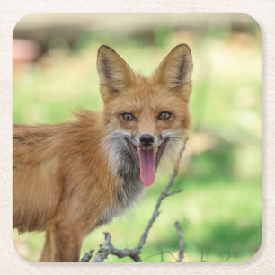 Dessous-de-verre Carré En Papier Mama Fox dans la vallée de l'Hudson