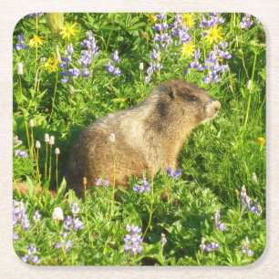 Dessous-de-verre Carré En Papier Marmotte dans les fleurs sauvages du mont Rainier