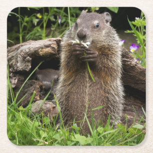 Dessous-de-verre Carré En Papier Marmotte mâchant une fleur