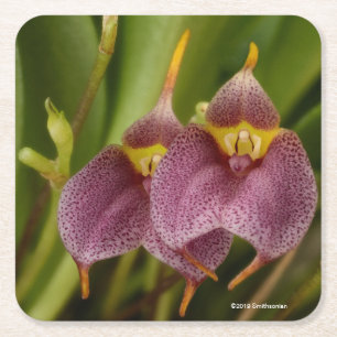 Dessous-de-verre Carré En Papier Masdevallia