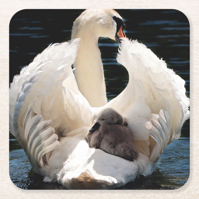 Dessous-de-verre Carré En Papier Mère cygne avec des cygnes (cygnes bébés) (Devant)