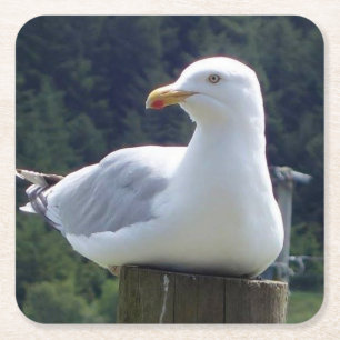 Dessous-de-verre Carré En Papier Mouette sur une Clôture Paisible Faune Côtière Mig