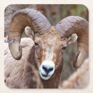 Dessous-de-verre Carré En Papier Mouflon des montagnes Rocheuses