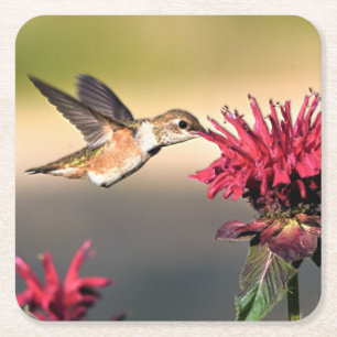 Dessous-de-verre Carré En Papier Nourriture des fleurs de colibri