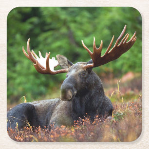 Dessous-de-verre Carré En Papier Oie