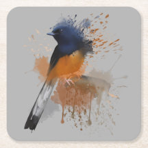 Oiseau Shama Rumpé Blanc