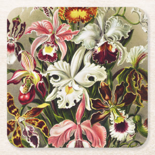 Dessous-de-verre Carré En Papier Orchidées, Orchidée Denusblumen Ernst Haeckel