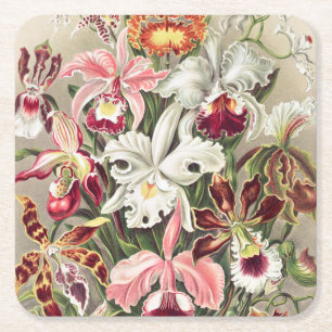 Dessous-de-verre Carré En Papier Orchidées, Orchidée Denusblumen par Ernst Haeckel