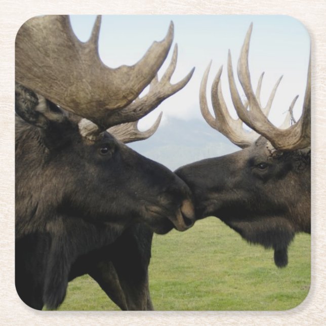 Dessous-de-verre Carré En Papier Orignaux (Devant)